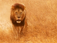 Charakteristika znamení: Lev je hrdý a velkorysý