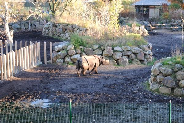 Tip na výlet - Zoologická zahrada v Plzni chová páreček indických nosorežců